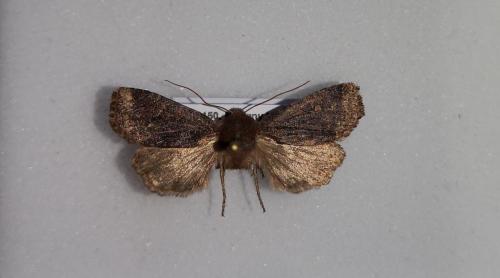 Réf. 229 708 : Conistra ligula